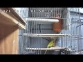 【ライブ配信】セキセイインコ**LIVE**