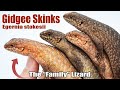 These lizards live like a closeknit human family gidgee skinks