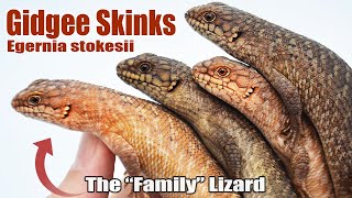 These Lizards Live Like a CloseKnit Human Family! (Gidgee Skinks)
