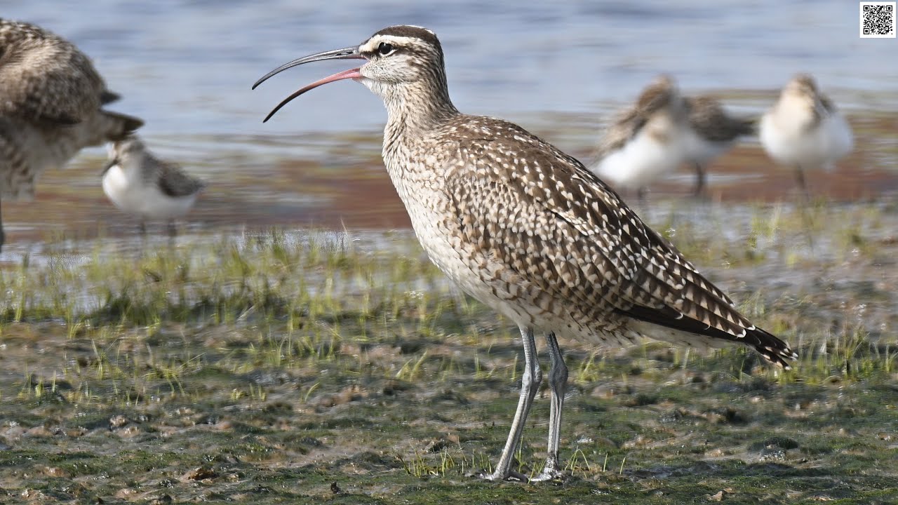 Whimbrel calling at Red Head Marsh, Saint John