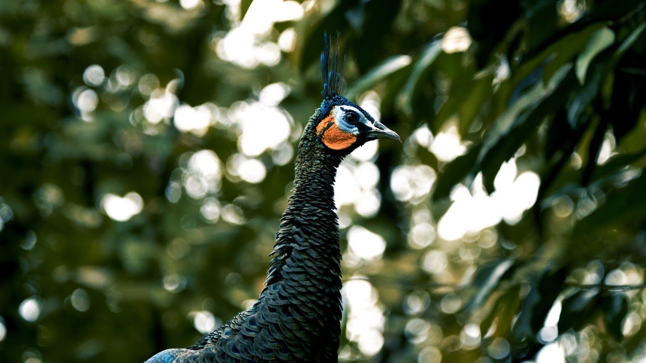 BURUNG MERAK Terancam Punah 