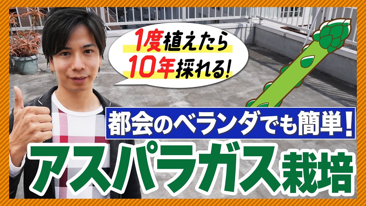 【ベランダ菜園】 プランターでアスパラガス 植え方・育て方をまるっと伝授！
