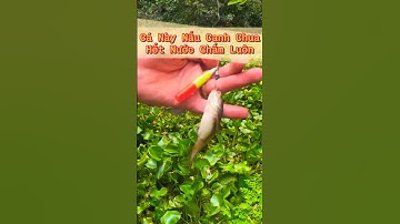 Câu Cá Rô Đồng - Đụng Nguyên Ổ Cá Chốt, về Có Nồi Canh Chua #19 - Hoàng Trúc fishing #shorts