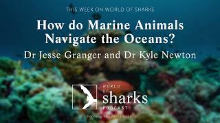 How Do Marine Animals Navigate the Oceans? With Dr Jesse Granger and Dr Kyle Newton