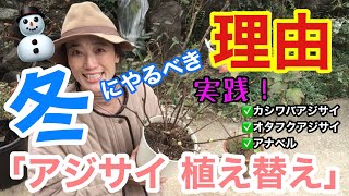 【アジサイ】今だよ！冬の植え替え / 冬こそがアジサイを超絶簡単に植え替えられる時期です / 土は？鉢は？同じサイズの植え替えは？/ 2分半で解る「アナベルの剪定・植え替え」あり【ガーデニング】