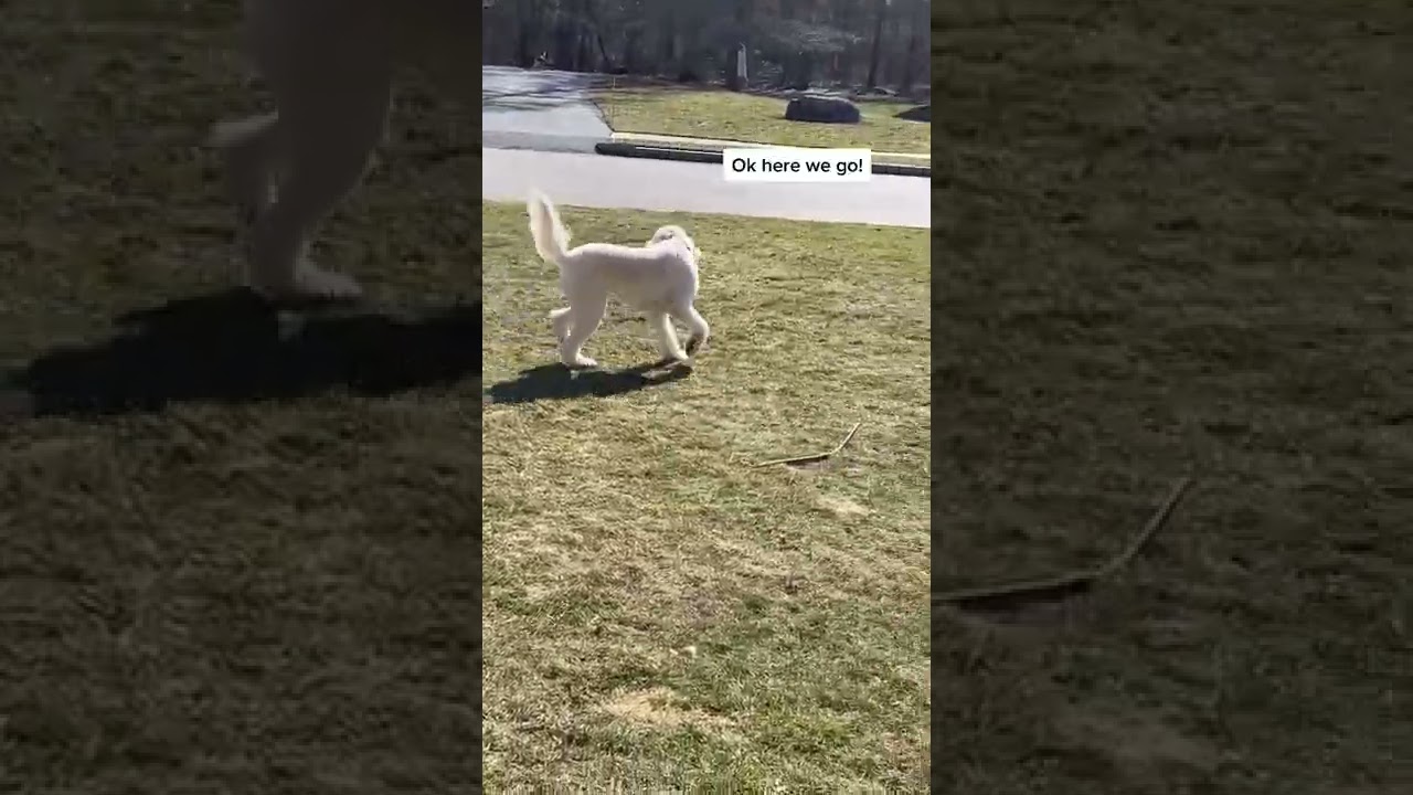 Dog patiently waits for treats from FedEx driver.