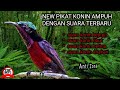 Suara pikat konin paling ampuh terbaru MP3|suara pikat burung Kolibri ninja anti zonk