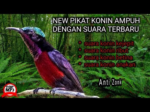 Suara pikat konin paling ampuh terbaru MP3|suara pikat burung Kolibri ninja anti zonk
