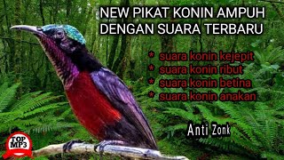 Suara pikat konin paling ampuh terbaru MP3|suara pikat burung Kolibri ninja anti zonk