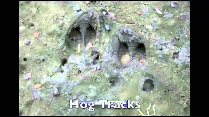 Identification of Deer and Feral Hog Tracks