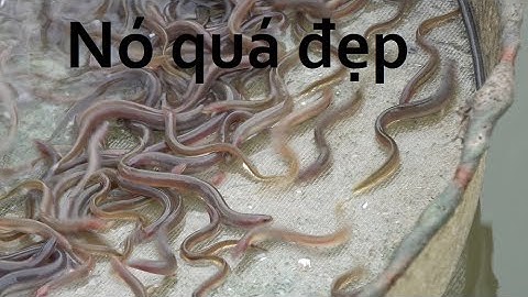 Từ cá chình bạch tử nhỏ như cây tâm nay đã lớn bầy đàn luôn/Breeding white eel