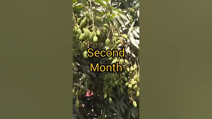 Growing Litchi Fruit 🍓🍑🍇🏡Evolution of Litchi Fruit - DayDayNews