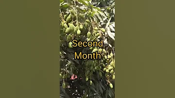 Growing Litchi Fruit Evolution Of Litchi Fruit 