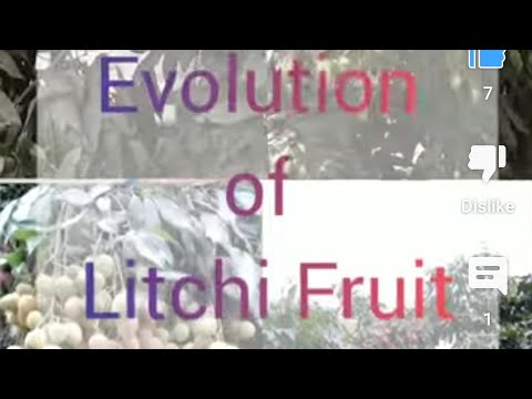 Video: Lychee Fruit Uses And Recipes - Verwendung von Litschifrüchten aus dem Garten