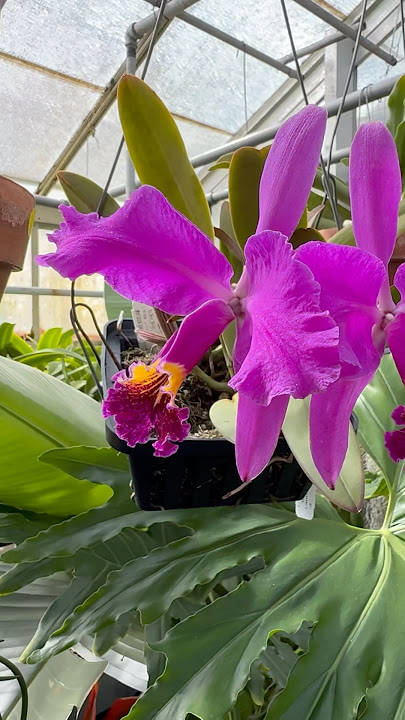 Download lagu #Cattleya lueddemanniana ‘Ex Dark Select’ is a spectacular, fragrant #orchid species! #plants