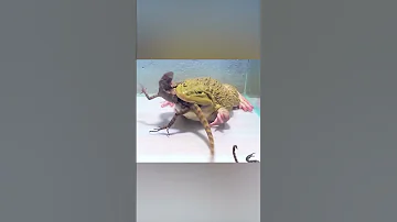 Лягушка Каннибал которая ест ВСЁ !