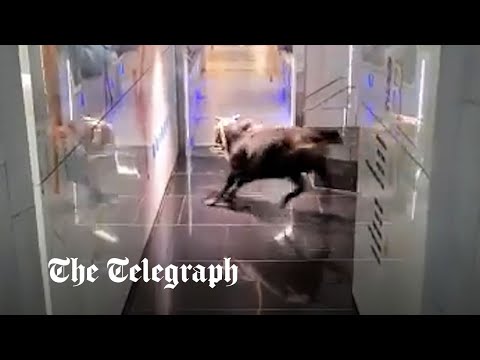 Escaped bull runs rampant inside Israeli bank