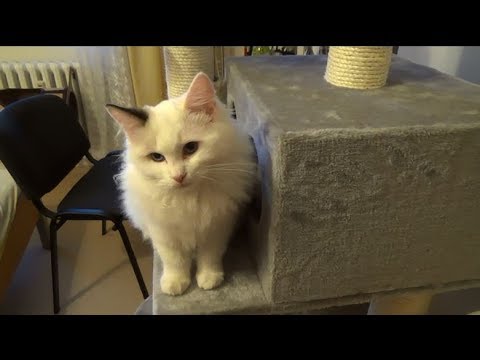 Video: Jak Napsat Oznámení O Chybějící Kočce