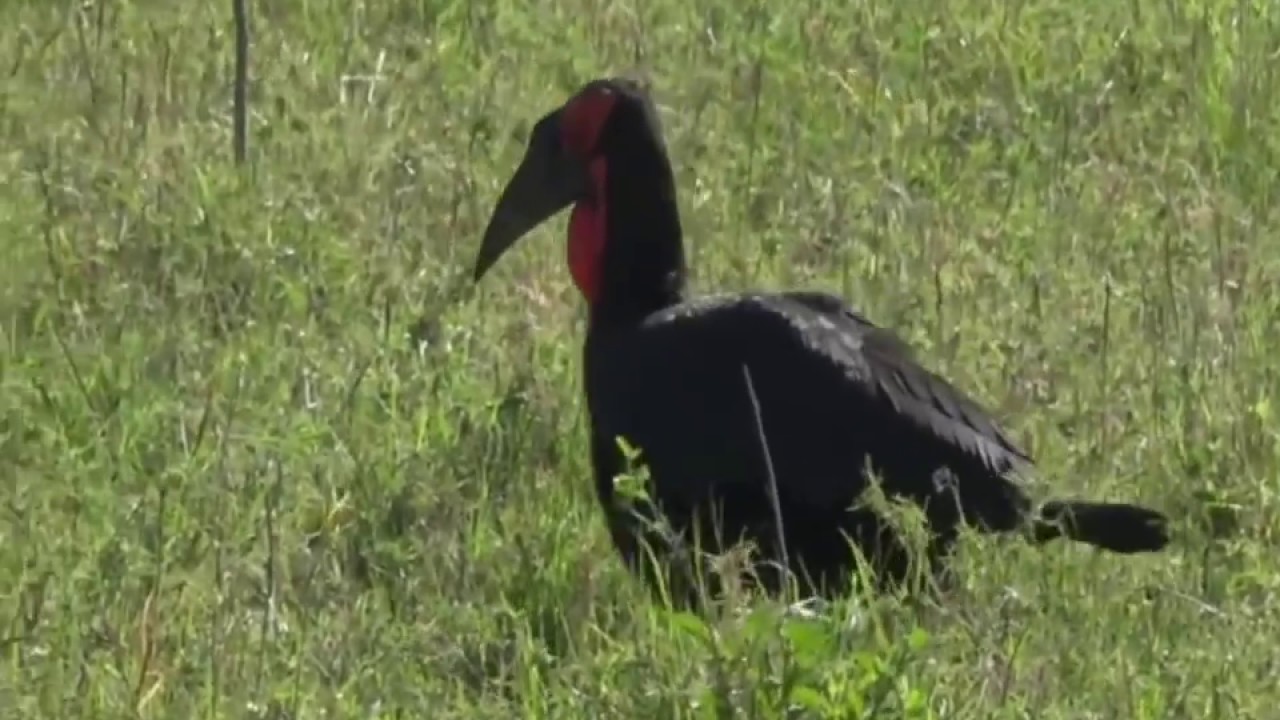video phone beyonce mp3 Oct 02, 2017 - Sunrise - Southern Ground Horn Bill in the Mara with James Hendry
