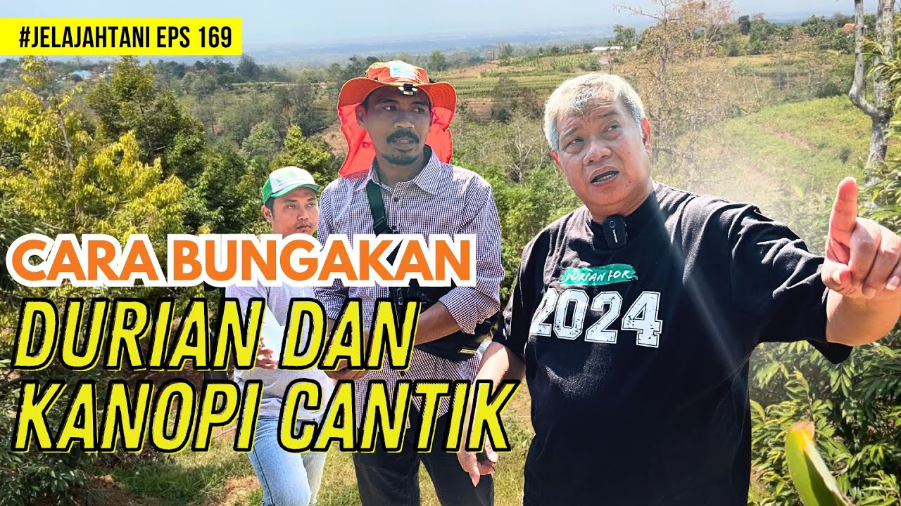 Cara Bungakan Durian Dan Kanopi Yang Cantik | JelajahTani #169