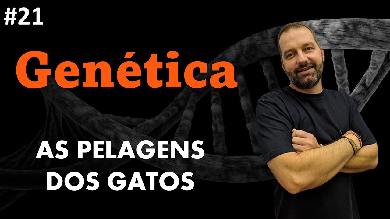 A genética das cores dos gatos