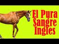 Creado Para Correr (Primer Caballo De Carreras Del Mundo)🐴-Del Cerro Soy