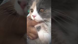 cats facts ✨#growwithcats #cat #catsfacts #catviral #youtubeshorts #short #shortfeed #shorts