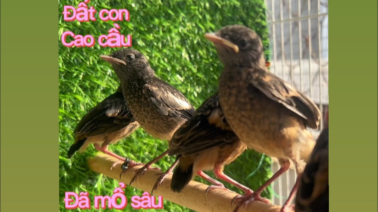 @chimcanhquan7 10/03/2026 chích chòe đất con đẹp, cao cầu, đã biết mổ sâu ￼