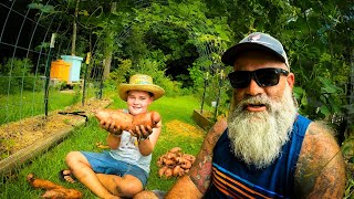 Sweet potato harvest redemption