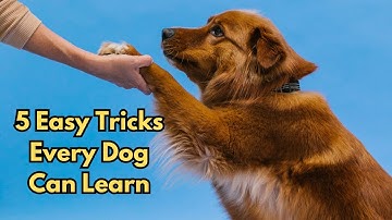5 Easy Tricks Every Dog Can Learn - Simple Dog Training for Beginners