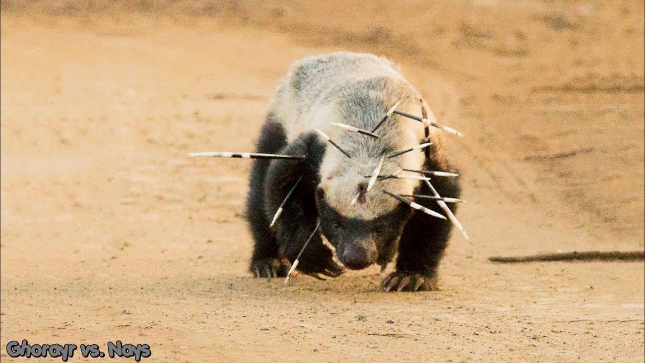 Honey Badger vs. Porcupine YouTube