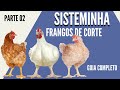 Frangos de Corte no Sisteminha - Guia Completo parte 02