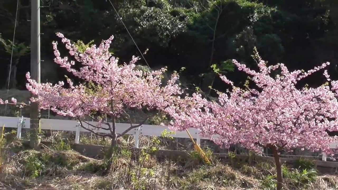 桜 津久見 河津