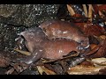 The purple frog mysterywestern ghats on the edgeepisode 03