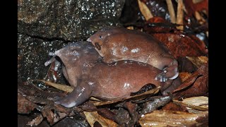The Purple Frog Mystery—Western Ghats On The Edge—Episode 03