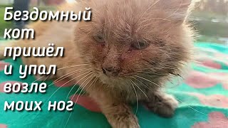 Кот умирал с голоду потому что не мог есть / что с его ртом ?/ Help save a stray cat