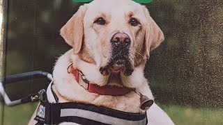 Book of the day : Guide Dogs