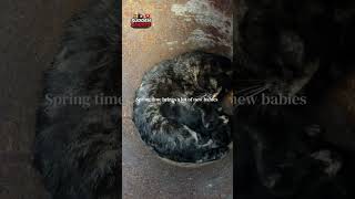 #Shorts Unexpected Horse Inside &amp; Guinea Pig Dinner Antics: Barnhouse Laughs!