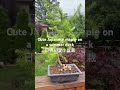 Cute Japanese maple on a summer deck 日枫初夏小盆栽