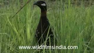 Black Partridge or Kala Teetar in a grassland - lovely clicking call!