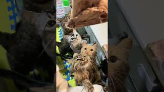 Ho fatto progressi finalmente non gli strappo più le ossa#gatti#gattini#progetto condivisi