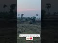 Tiny paws, big loyalty 🐶❤️#dogsofinstagram #trending #youtubeshorts #villagerlifestyle #pets