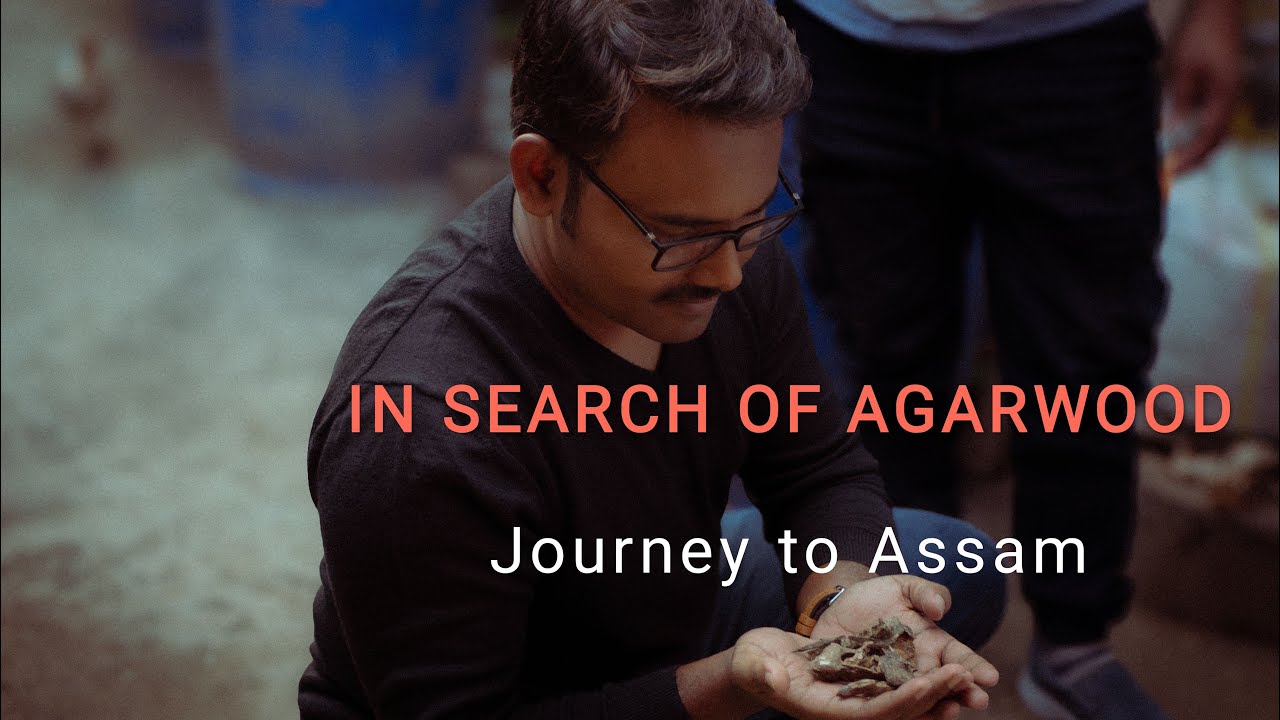 🌿 In Search of Agarwood – My Journey to Assam.
