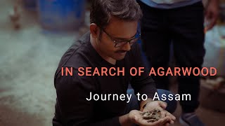 🌿 In Search of Agarwood – My Journey to Assam.