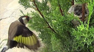 Jilguero. Nido Criando en libertad, nid chardonneret, goldfinch nest (HD) -  YouTube