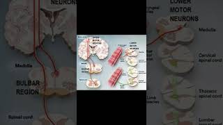 Ankle Clonus Reflex #neurology #meded #physiotherapy #athletictraining