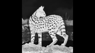 Download Lagu Beautiful Serval visits ol Donyo waterhole MP3 Download Lagu Beautiful Serval visits ol Donyo waterhole MP3