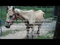 Amazing Before & After Horse Transformation - Bluebonnet Equine Humane Society