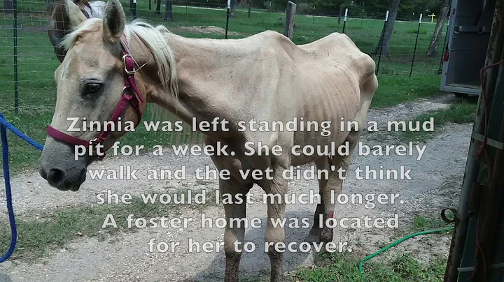Amazing Before & After Horse Transformation - Blue...