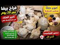 فراخ بيضا عمر 20 يوم أخطر مرحله في عمر الفراخ وبداية التحويل الصح